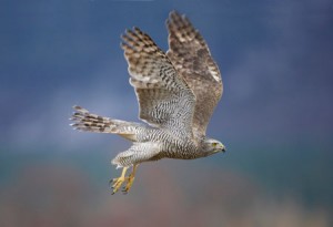 Foto: Mark Hamblin/rspb-images.com